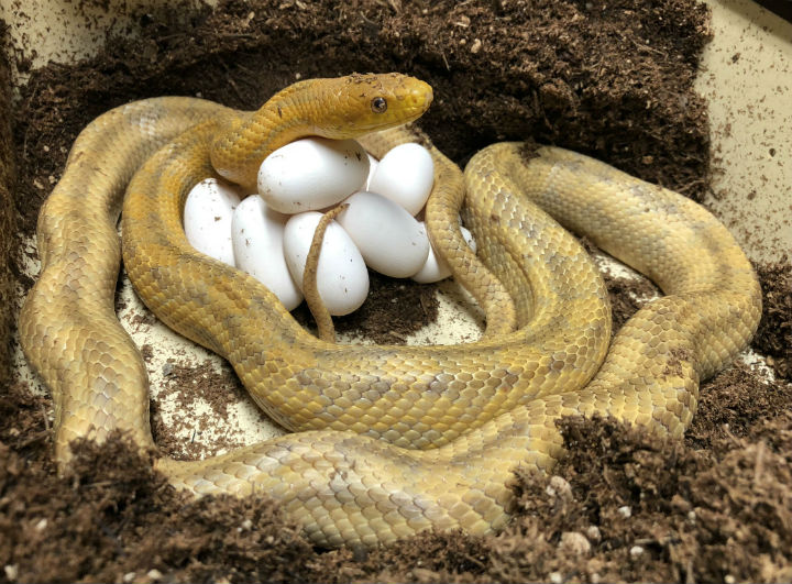 Yellow Rat Snake